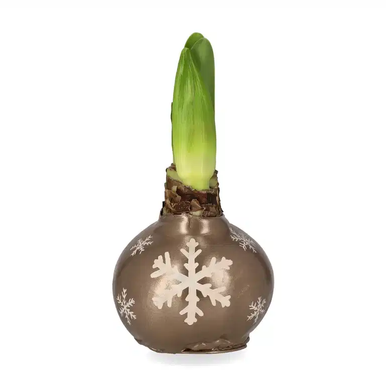 Hippeastrum Wax XXL