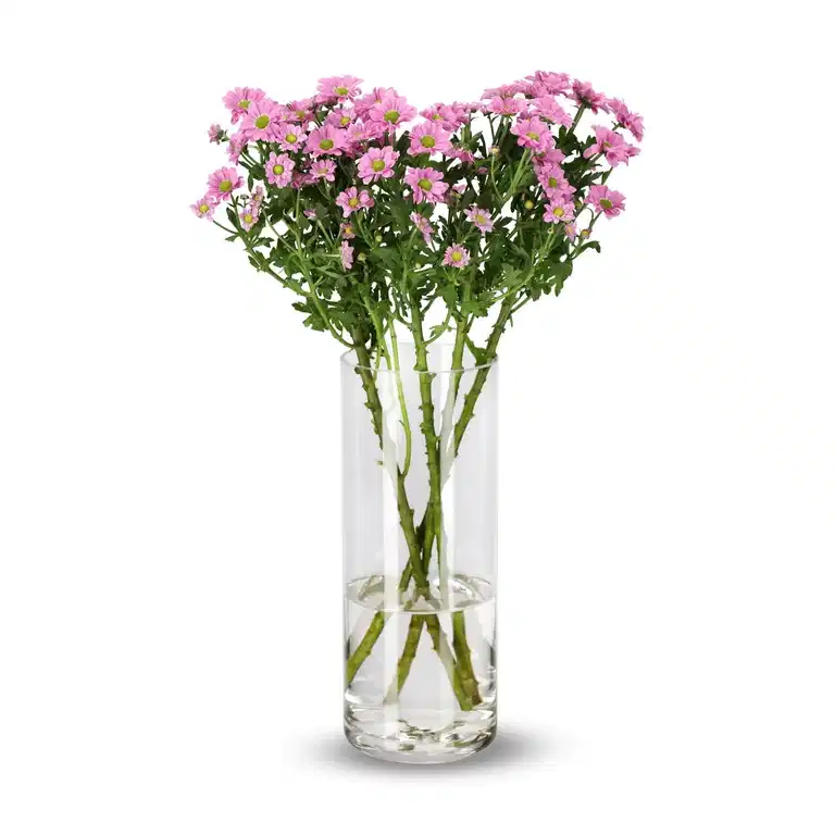 Krysantemum 4pk