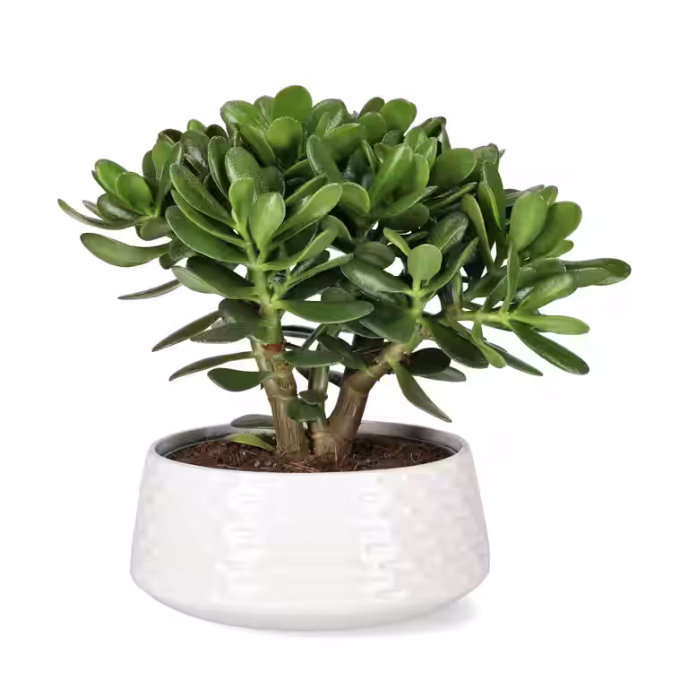 Pengetre ‘Magical Tree’