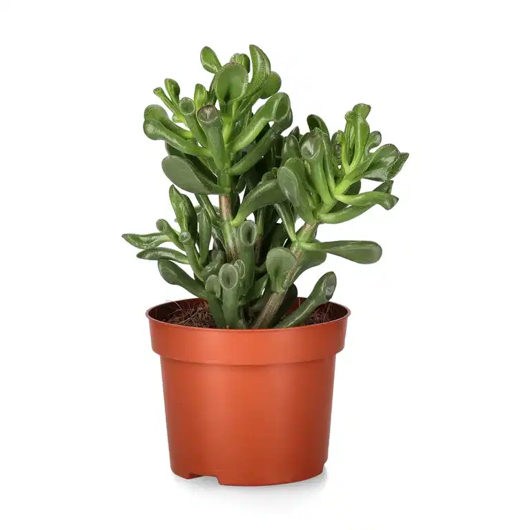 Crassula trompet