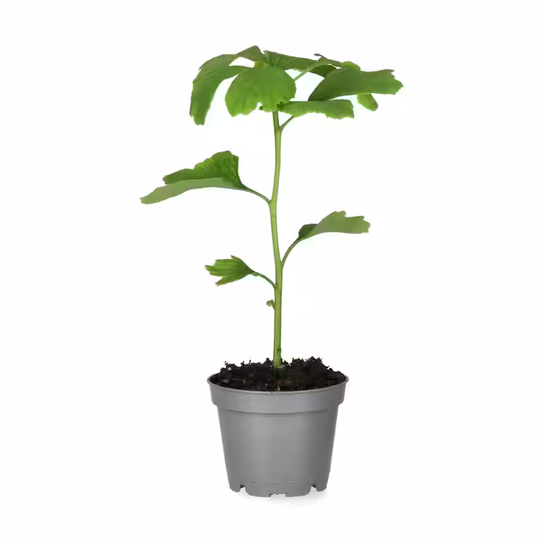 Ginkgo