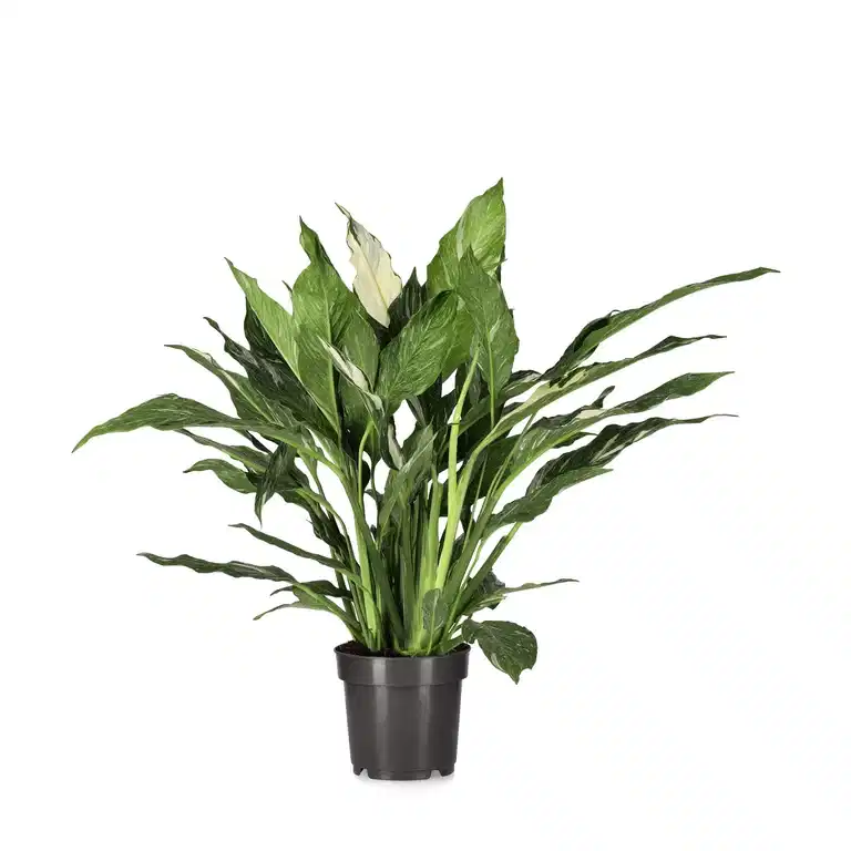 Spathiphyllum 'Diamond'
