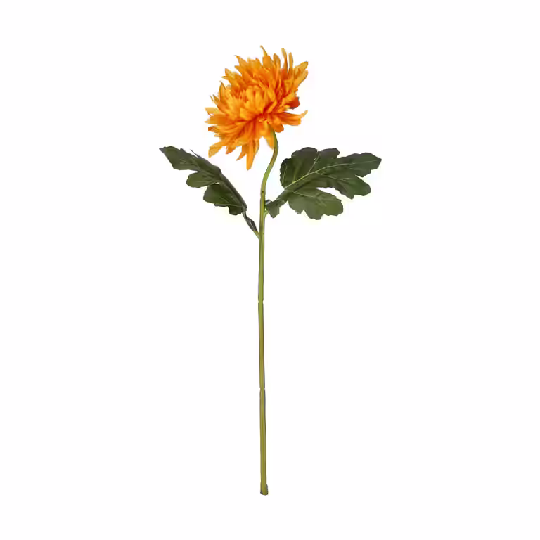 Chrysanthemum cut flower H45 orange