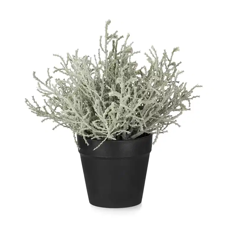 Calocephalus in pot H18 grey