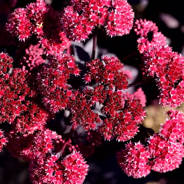 Hagesmørbukk 'José Aubergine'
