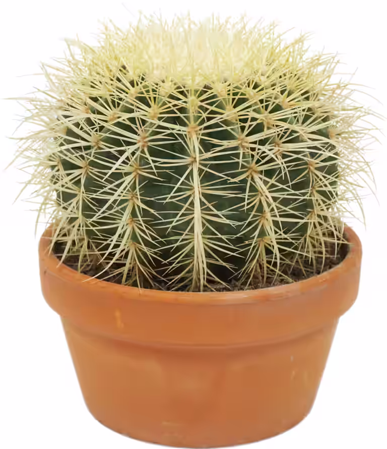 Cactus Ball mix 17 cm