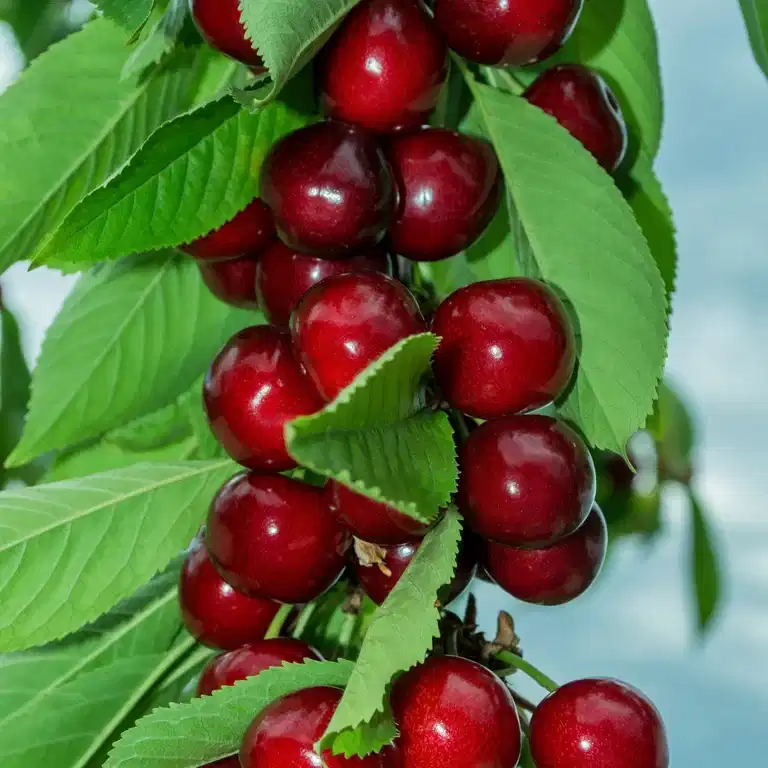 Søtkirsebær GARDEN BING®