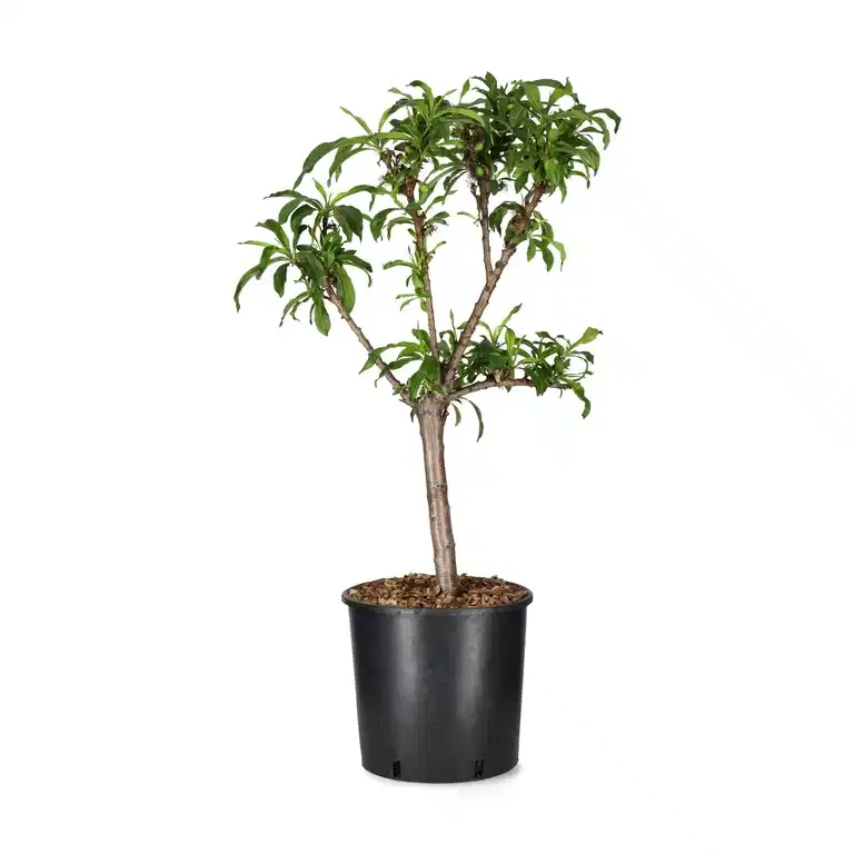 Nektarin 'Silver Prolific'