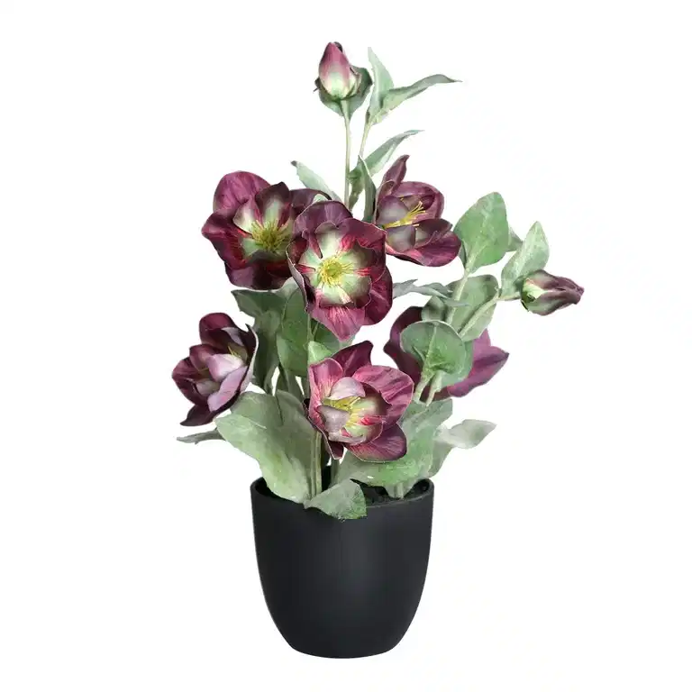 Christmas rose potted H39 purple