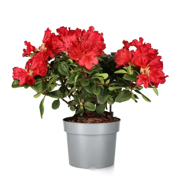 Forrestii rhododendron 'Scarlet Wonder'