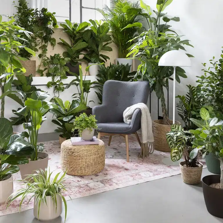 Top 6 best plants against dry air