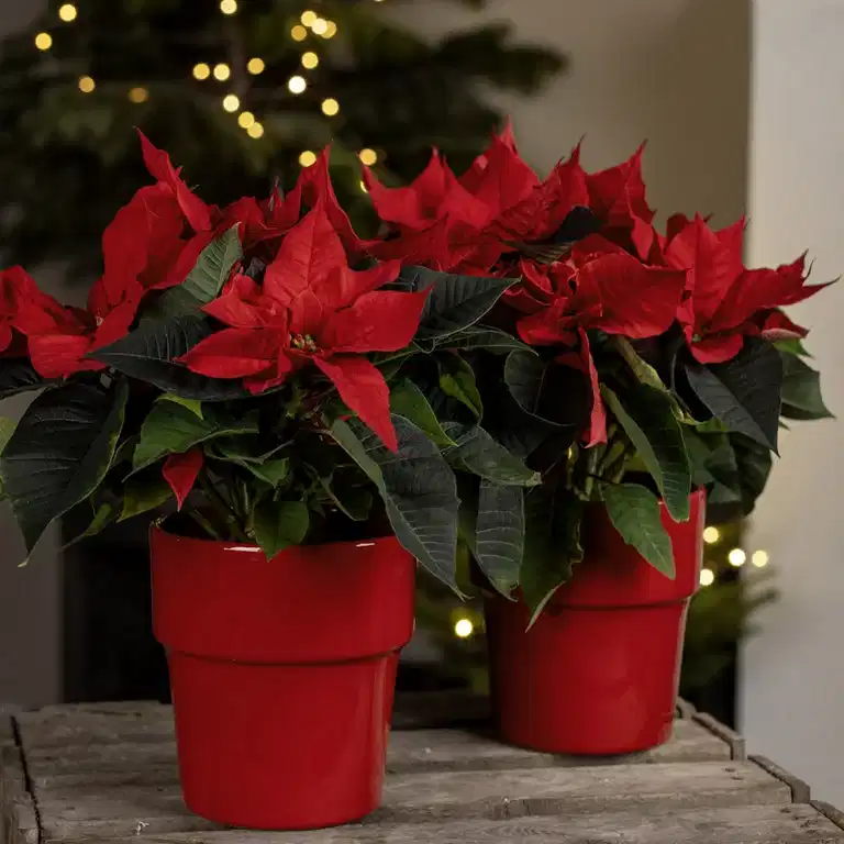 Beautiful poinsettias for Christmas – at extra great prices