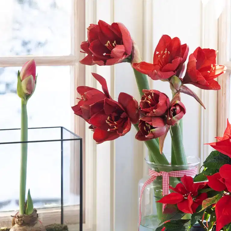 Medlemstilbud: 3 for 2 på alle amaryllis