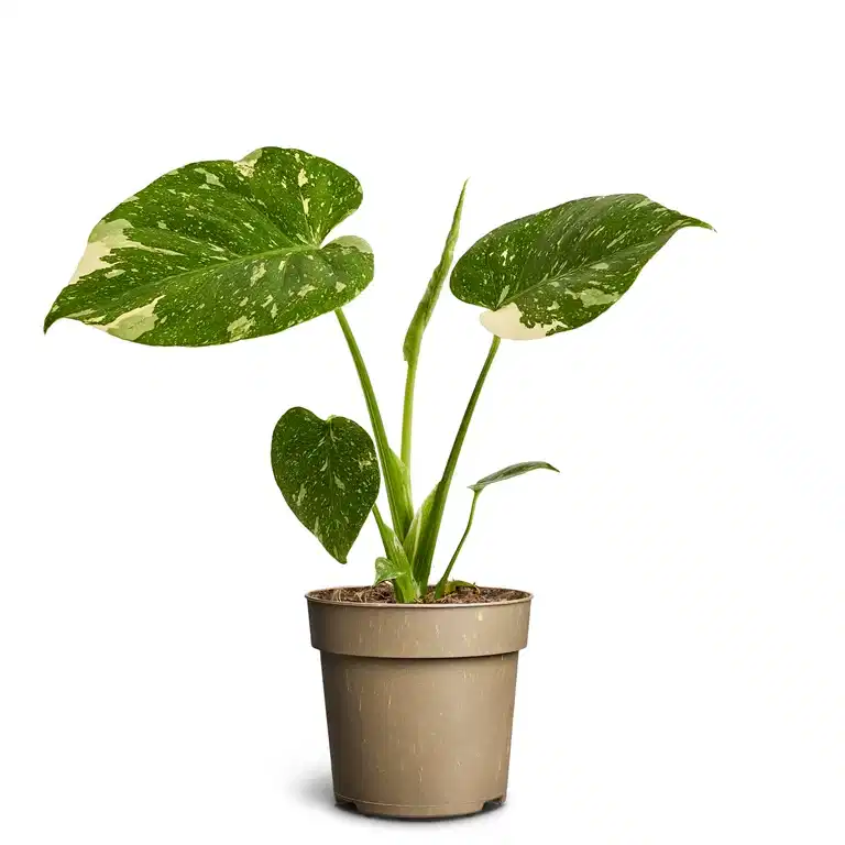 Monstera deliciosa 'Thai Constellation'