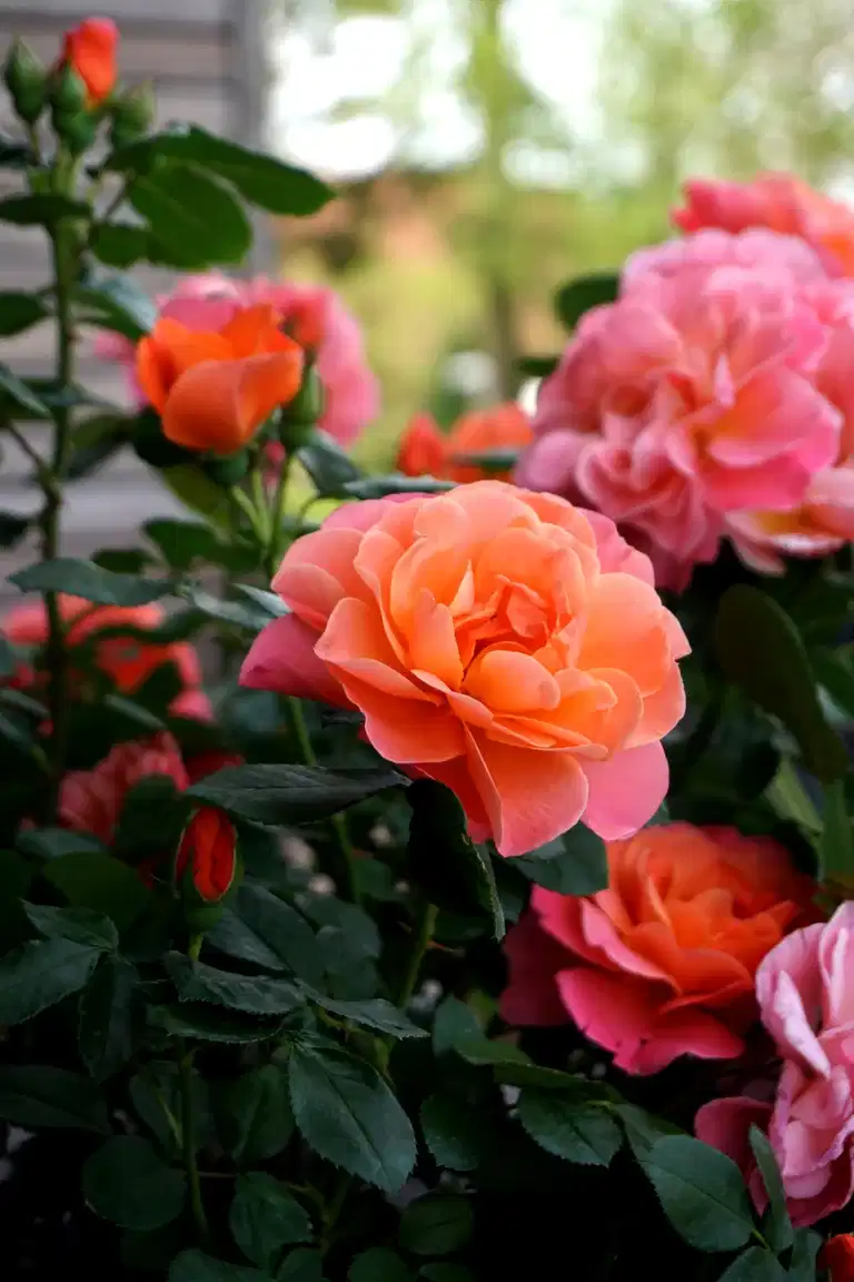 Rose 'Sugar Candy' oppstammet