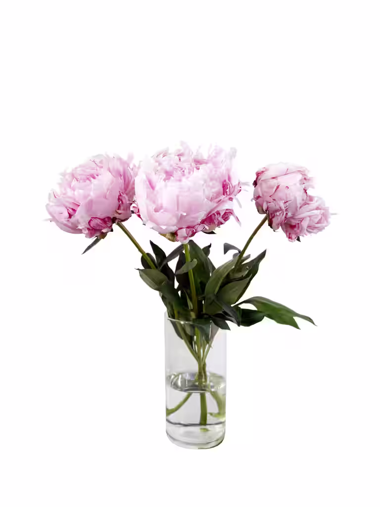 Rosa peoner 3-pakning