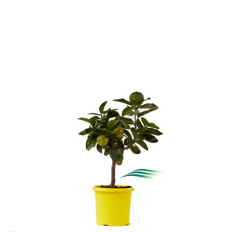 Pursha Lime Tree Stem