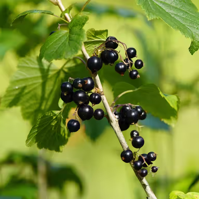 Ribes nigrum 'Black Marble' 