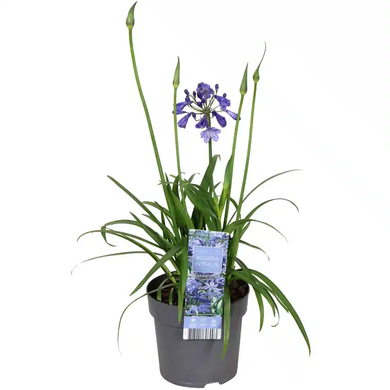 Afrikas blå lilje 'Pixie Blue'