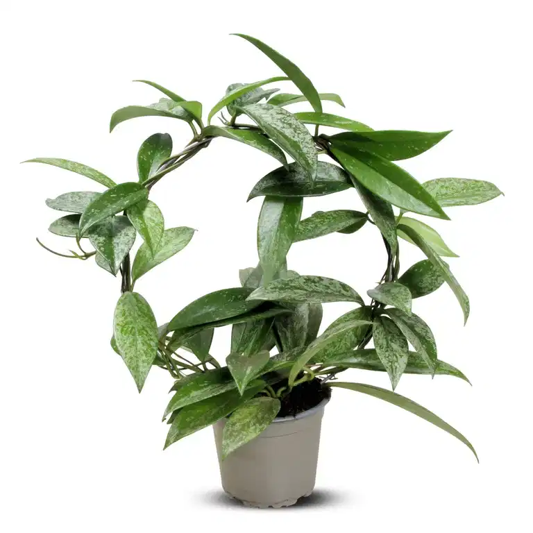 Porselensplante ‘Silverspots’ på bøyle