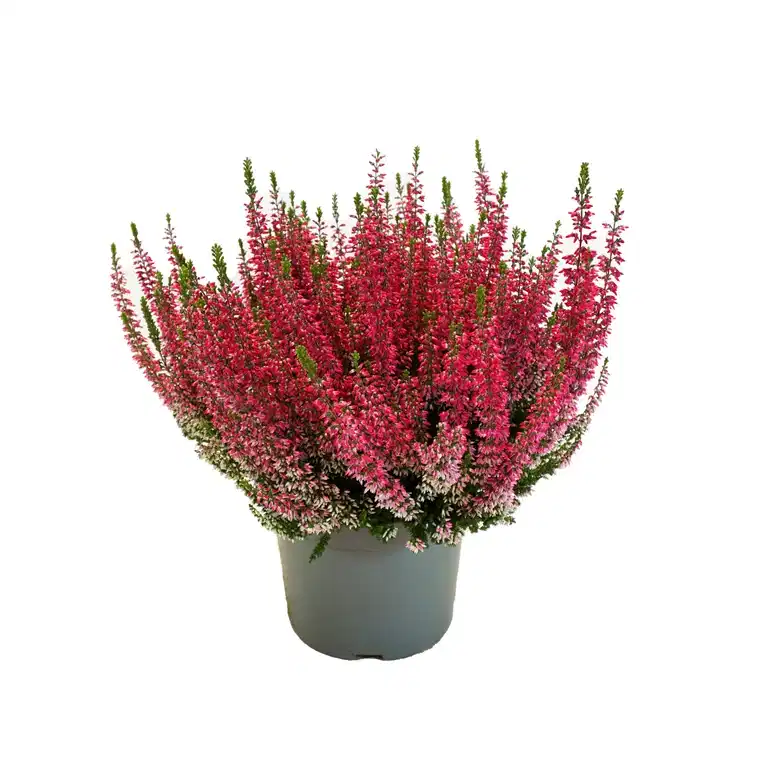 Calluna Heather Plant 17 cm