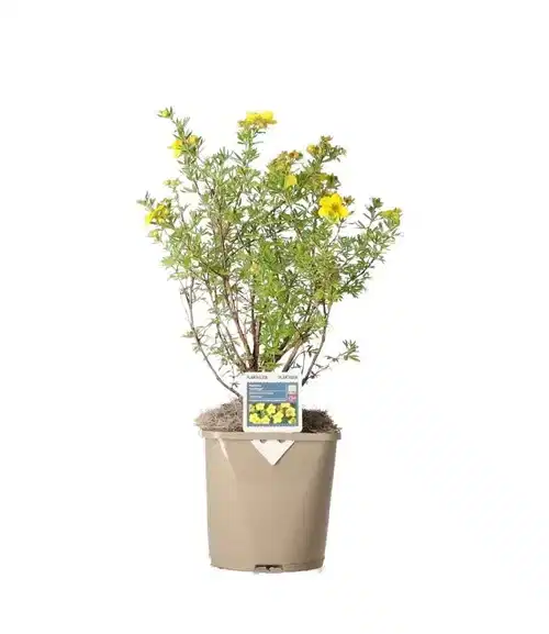 Dasiphora (Fruticosa-Gruppen) 'Goldfinger' 2L