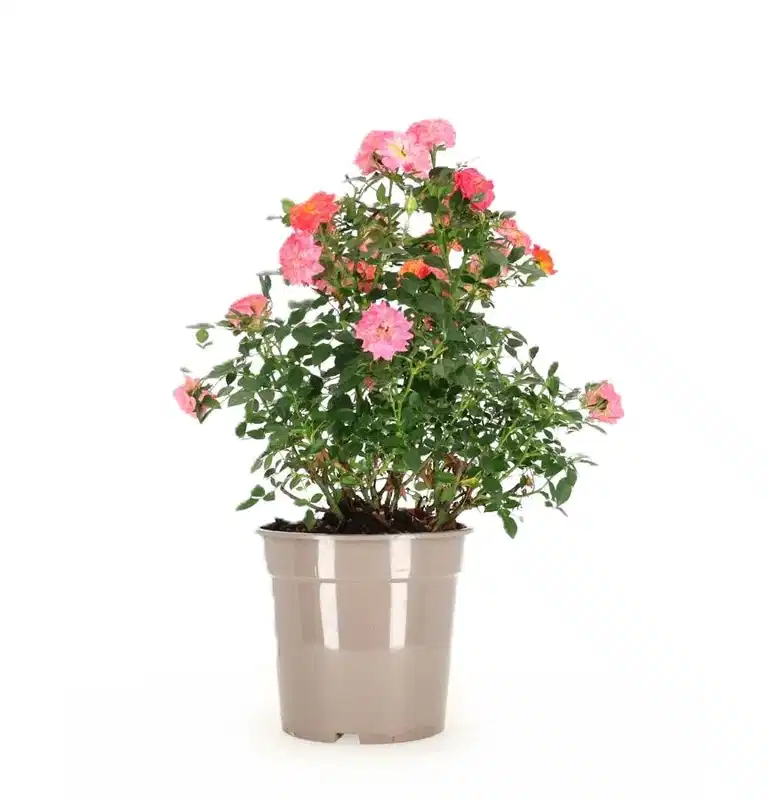 Klaserose 'Mandarin'