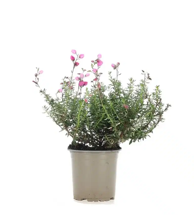 Daboecia Bella Beauty Heather