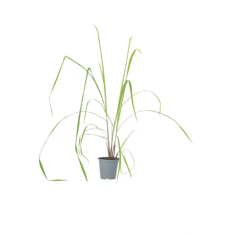 Cymbopogon sitrongressplante