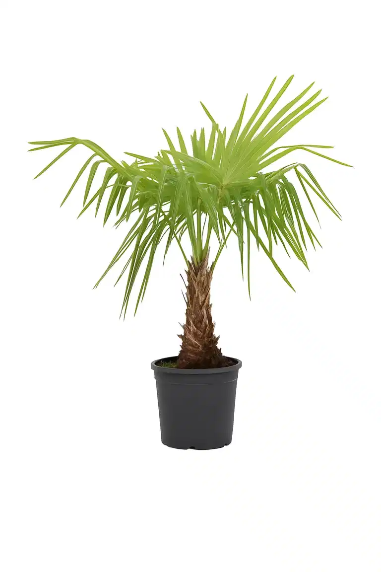 Vindmøllepalmeplante