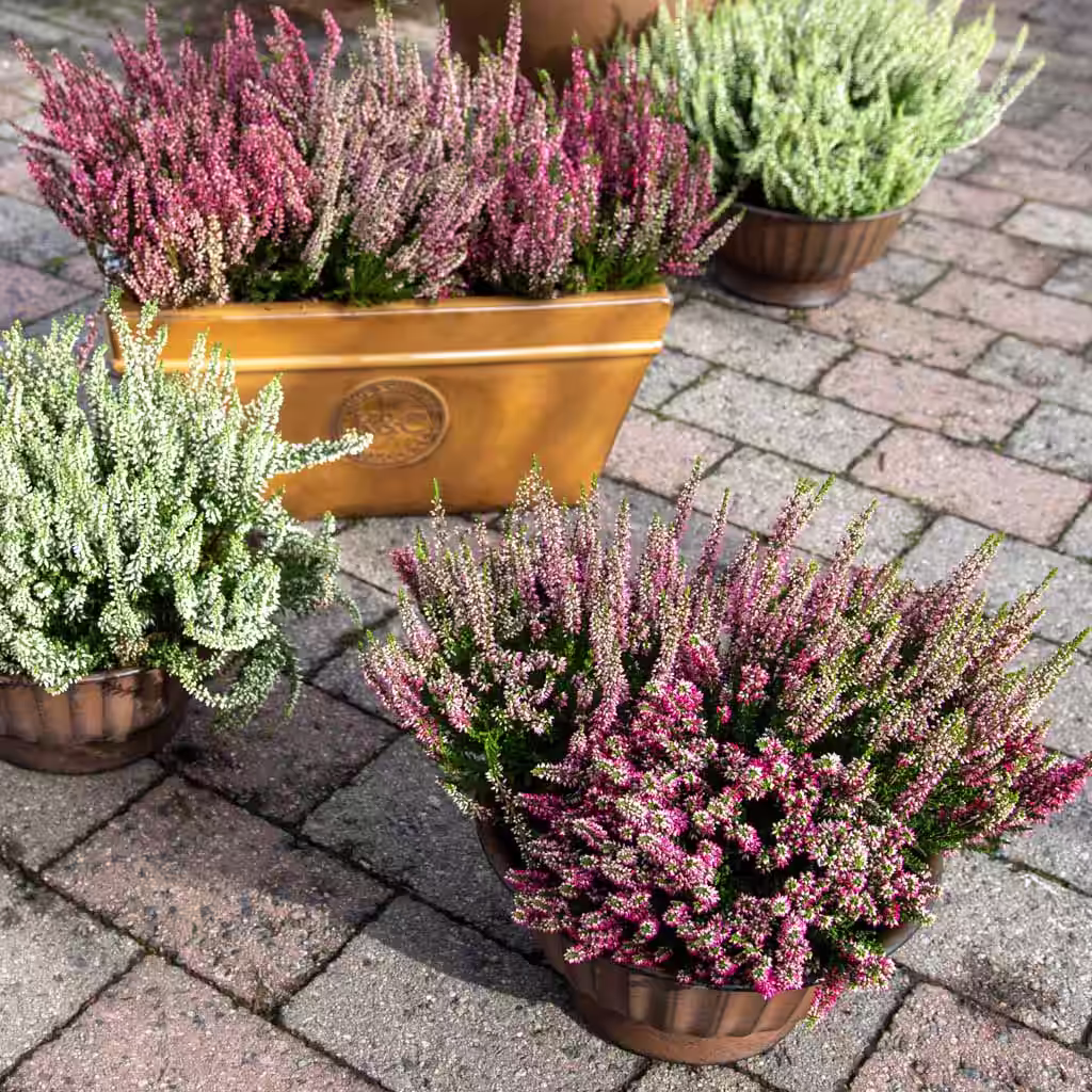 2 for 1 on single colour heather