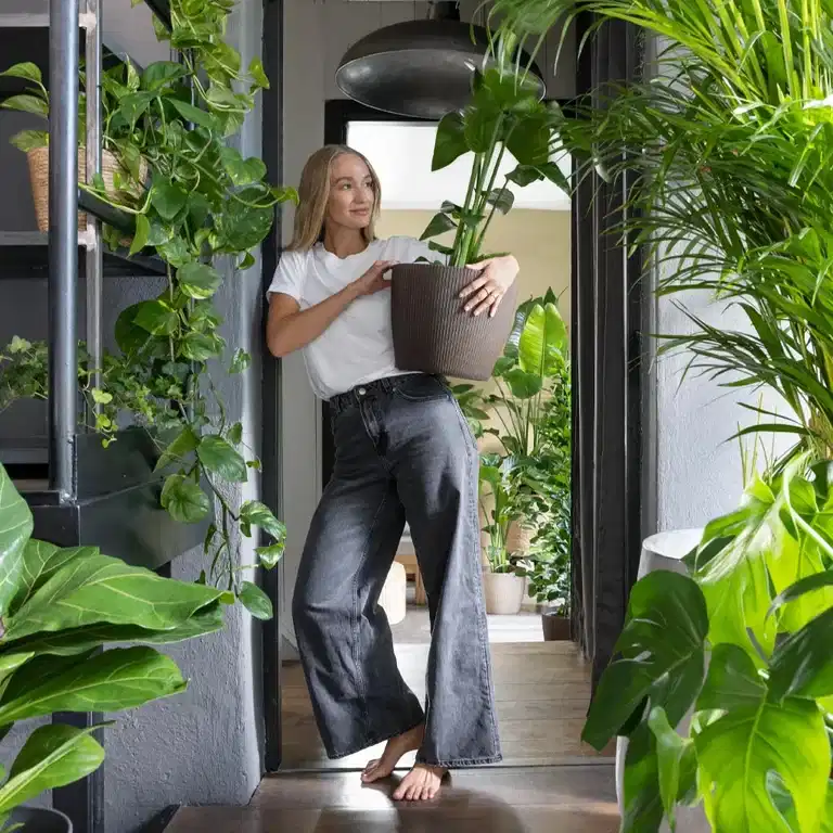 50 % på store grønne inneplanter