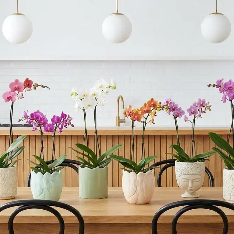 ORKIDÉUKER: 30 % på alle orkidéer