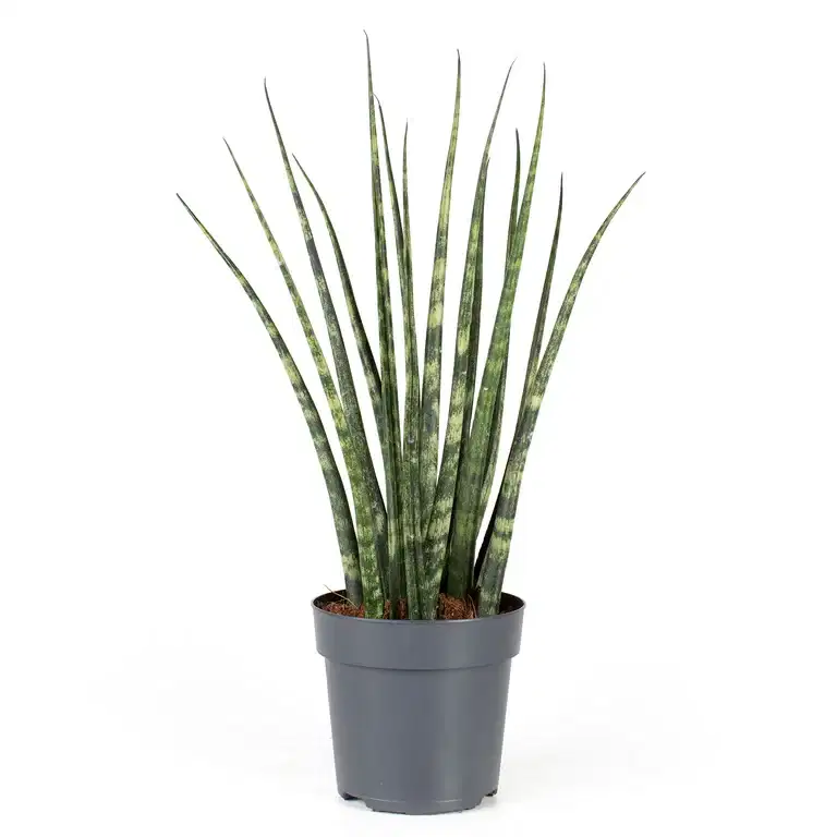 Sansevieria ‘Fernwood’