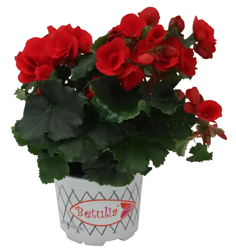 Begonia 'Betulia' Red 12 cm