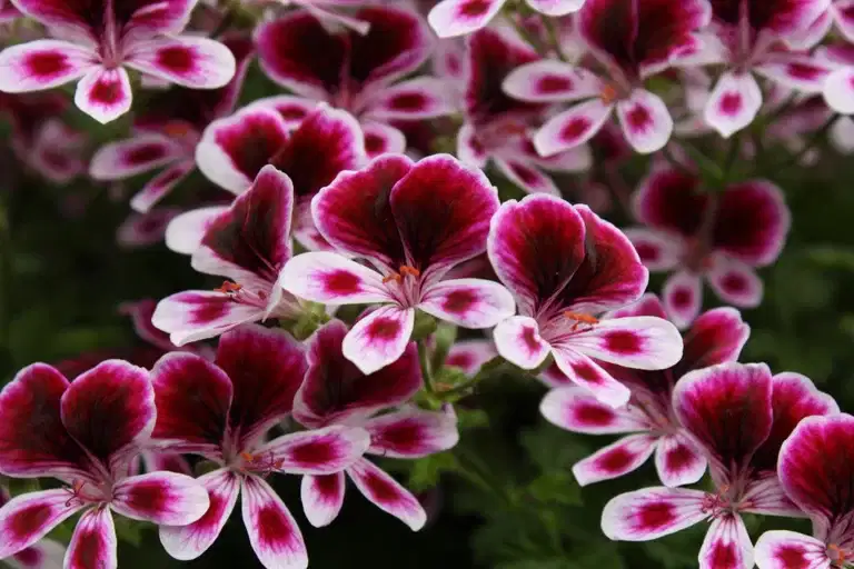 Pel. 'Mosquitaway' 12 cm