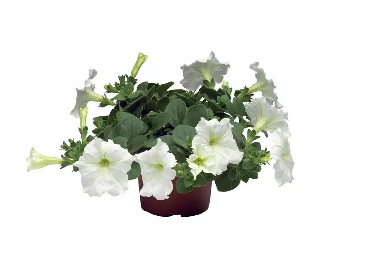 Petunia h. White 12 cm
