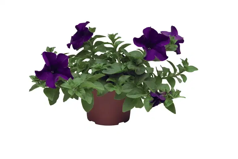 Petunia h. Blue 12 cm