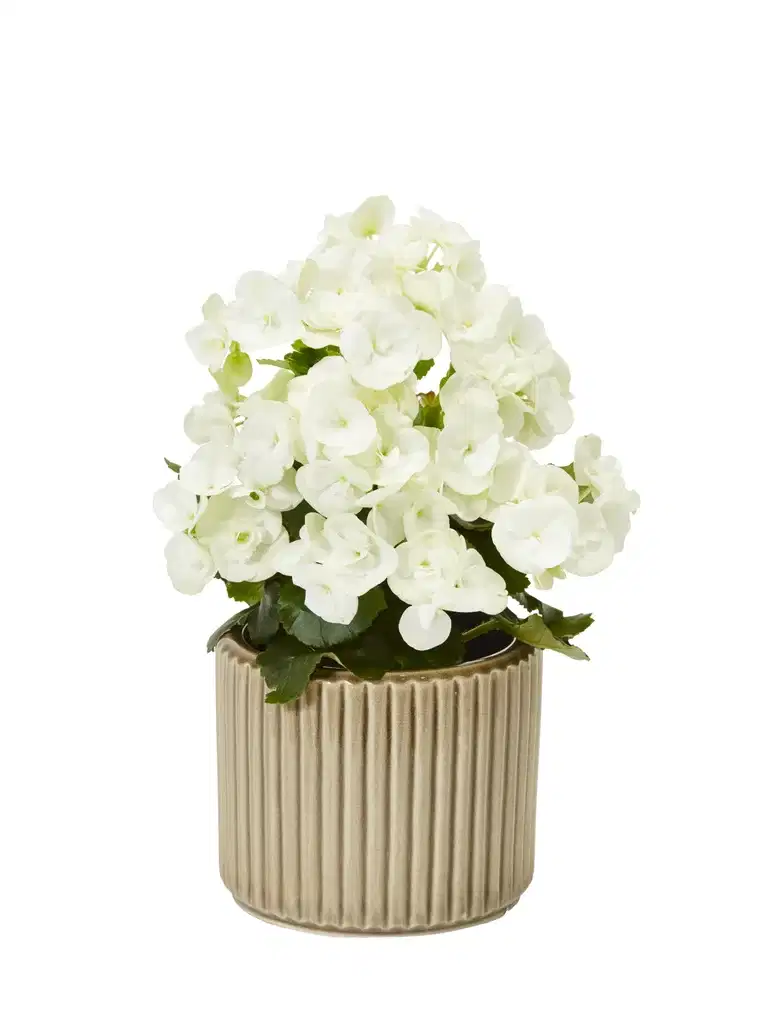 Begonia Bigflower White 12 cm