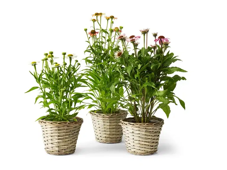 Echinacea purpurea 'Orange' 19cm