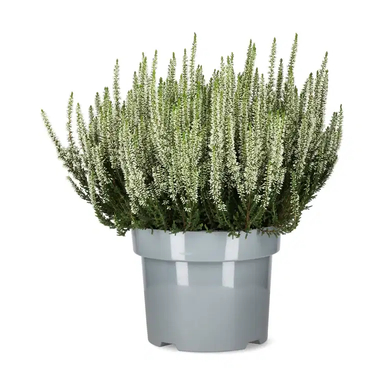 Calluna White 23 cm