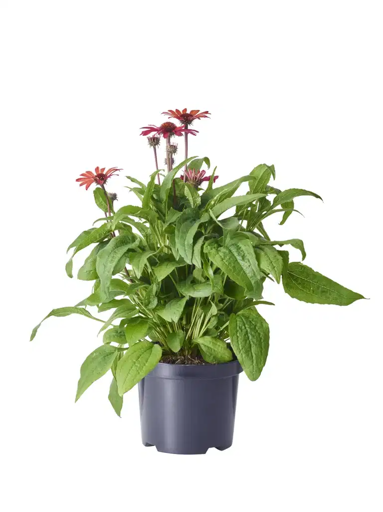 Echinacea purpurea Red 19cm