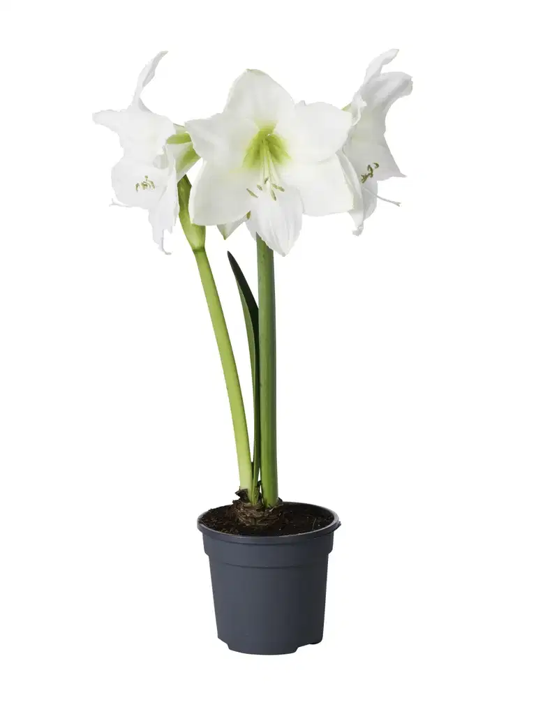 Amaryllis 2- grenet