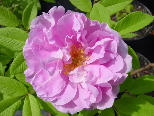 Rosa 'Thérèse Bugnet' 3L