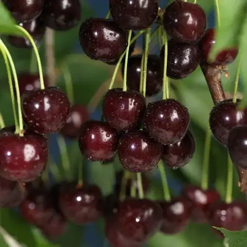 Prunus avium 'Sunburst' Colt 10L