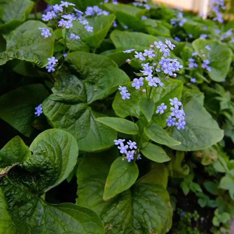 Brunnera macrophylla
