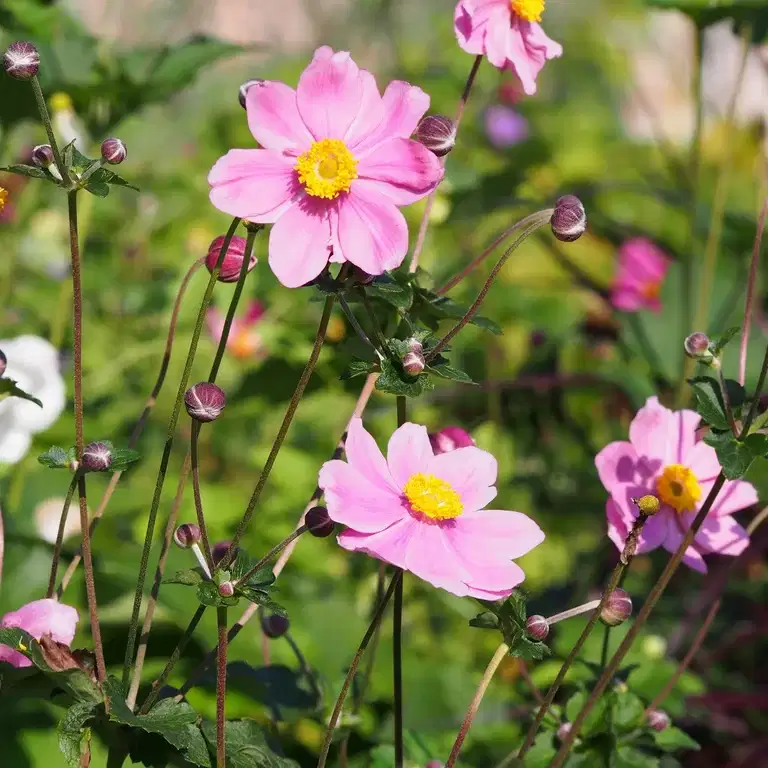 Høstanemone  'Königin Charlotte'