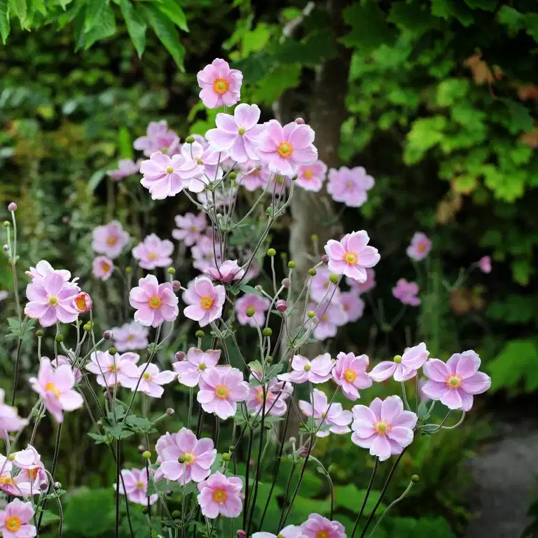 Anemone tomentosa 'Robustissima'