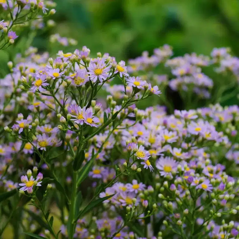 Aster ageratoides 'Asran'