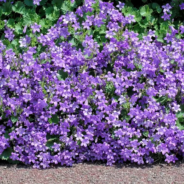 Campanula portenschlagiana